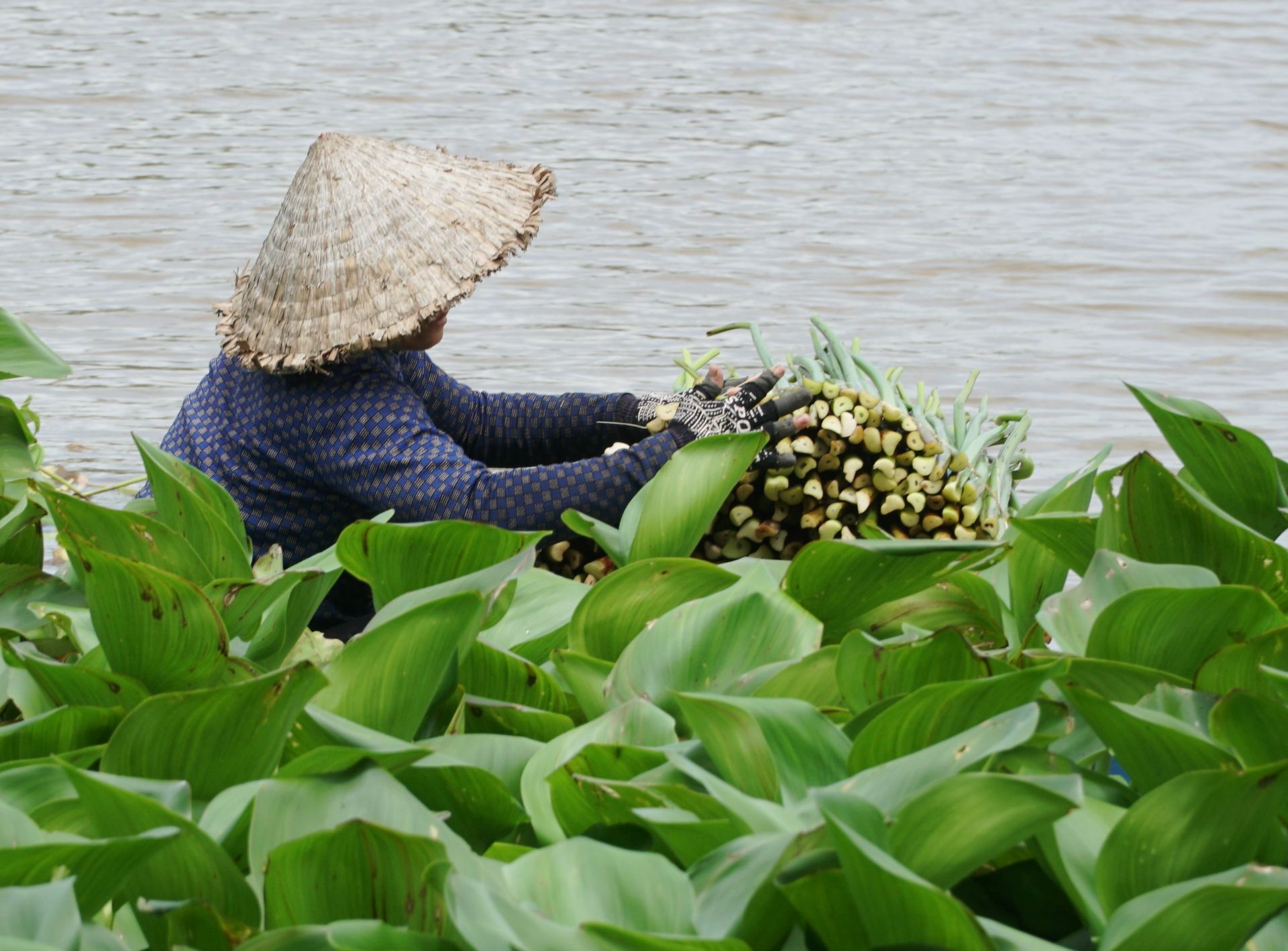 Giới thiệu chung về cây lục bình và câu chuyện ăn được hay không