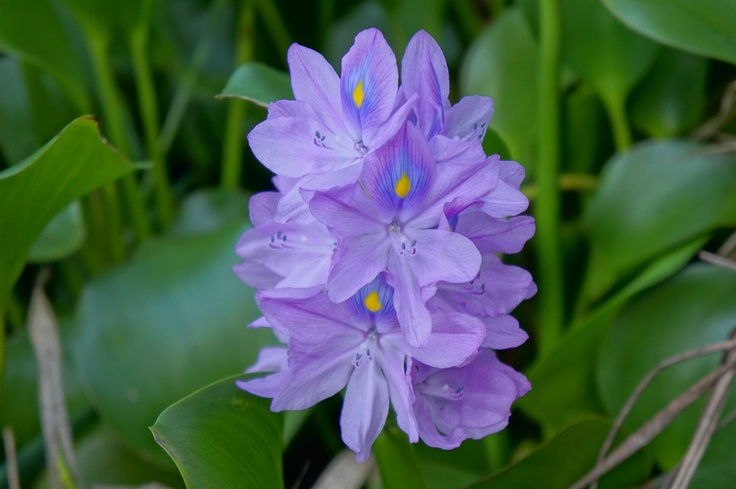 Góc nhìn khoa học và kinh nghiệm dân gian về giá trị của cây lục bình Góc nhìn khoa học và kinh nghiệm dân gian về giá trị của cây lục bình