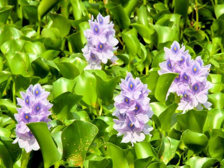 Cây lục bình ăn được không? Sự thật ít ai biết về loài thực vật này Cây lục bình ăn được không? Sự thật ít ai biết về loài thực vật này