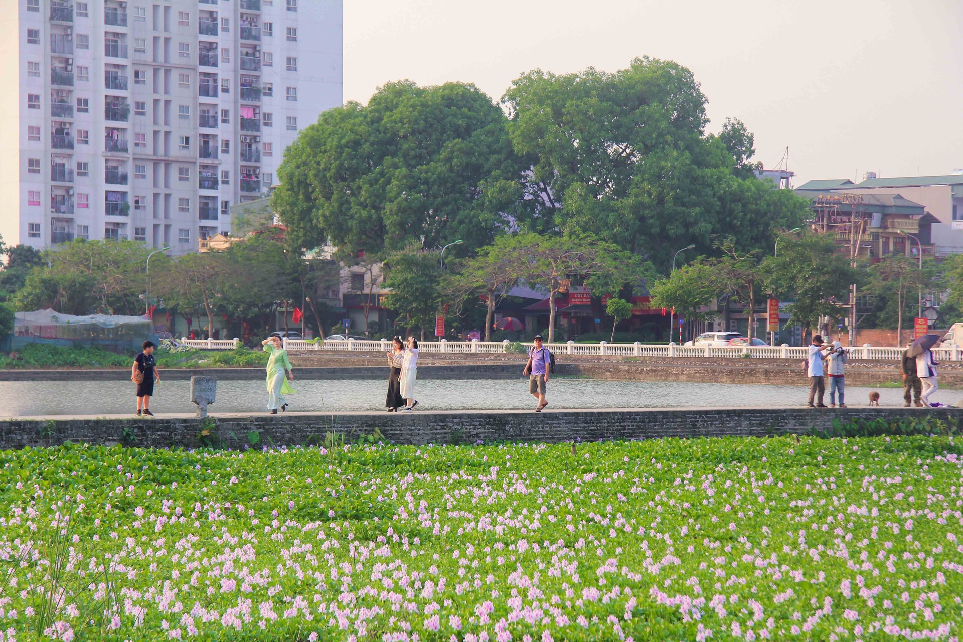 Hướng dẫn chi tiết cách đan lục bình hạt gạo từ cơ bản đến nâng cao Hướng dẫn chi tiết cách đan lục bình hạt gạo từ cơ bản đến nâng cao