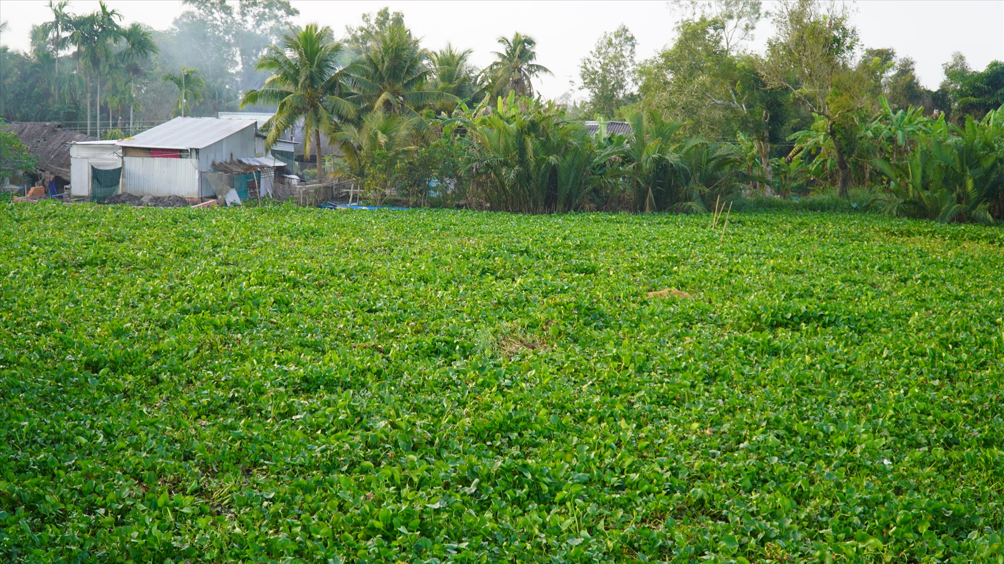 Cây lục bình có ăn được không – Góc nhìn từ khoa học và dân gian Cây lục bình có ăn được không – Góc nhìn từ khoa học và dân gian