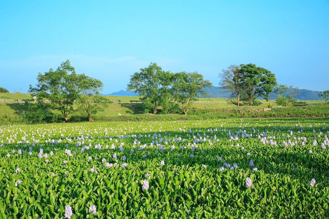 Tìm hiểu về chất liệu và nguồn gốc của nghệ thuật đan lục bình hạt gạo Tìm hiểu về chất liệu và nguồn gốc của nghệ thuật đan lục bình hạt gạo