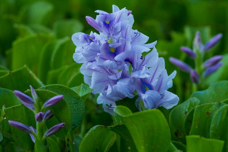 Tổng quan về cây lục bình và giá trị của nó trong đời sống Tổng quan về cây lục bình và giá trị của nó trong đời sống