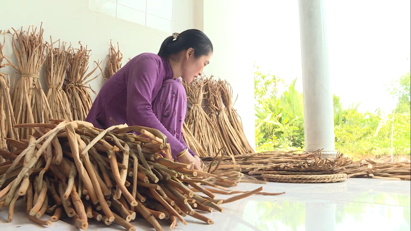 Khai thác và sơ chế lục bình