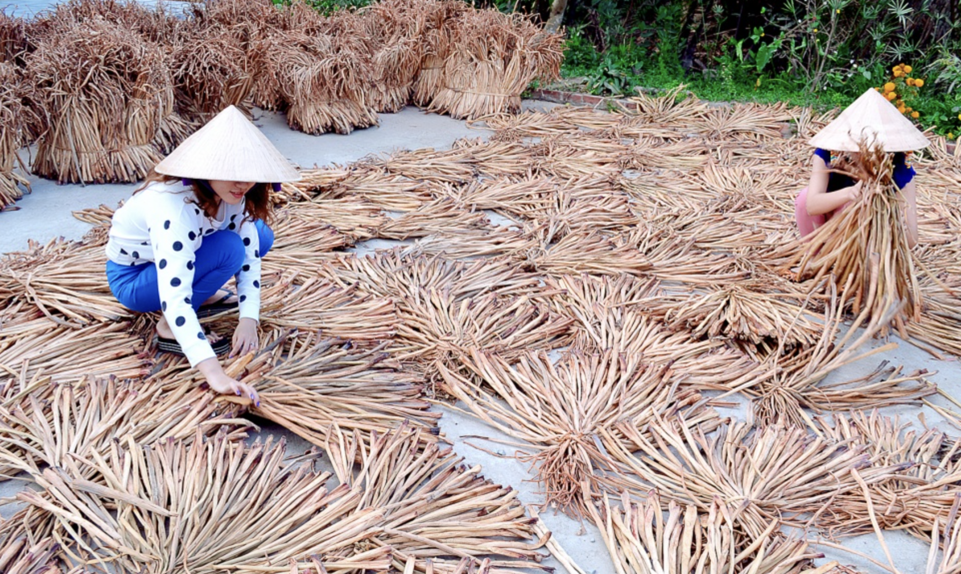 Ứng dụng của dây lục bình khô trong đời sống và nghệ thuật