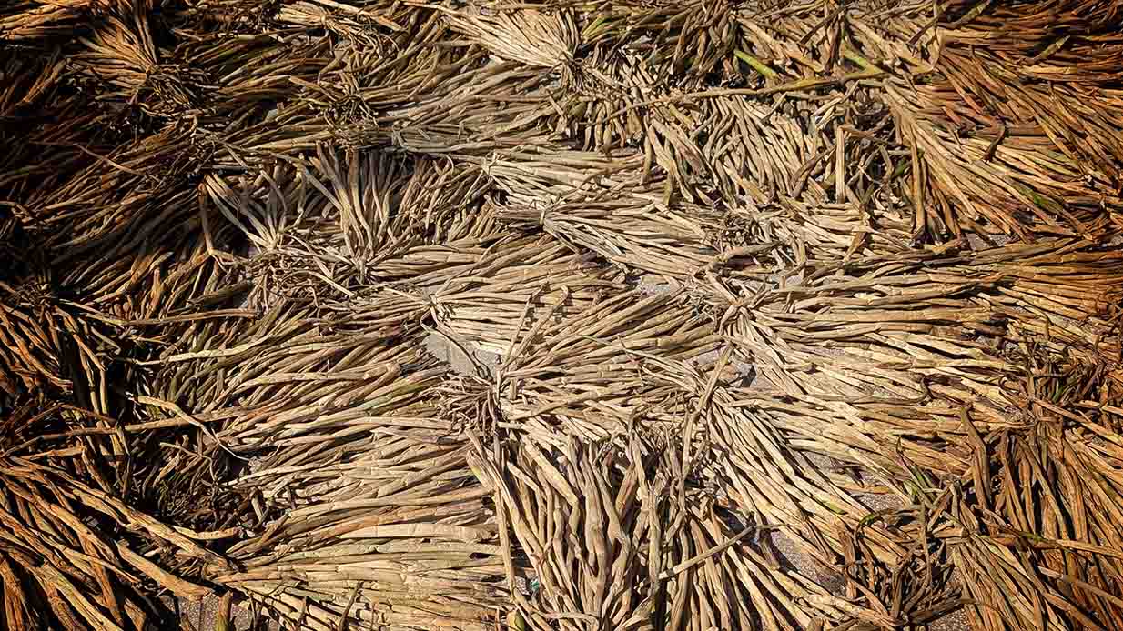 Tuyển chọn và sơ chế nguyên liệu