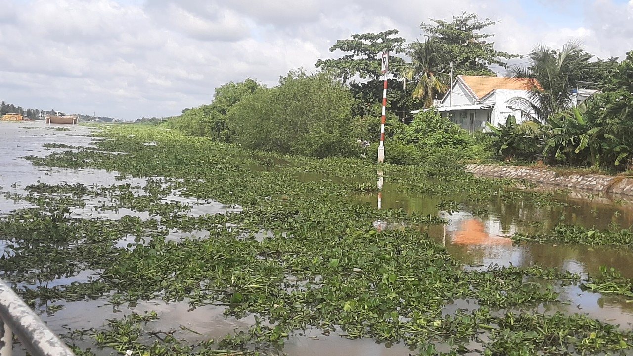 Vai trò môi trường và sinh thái của cây lục bình vôi
