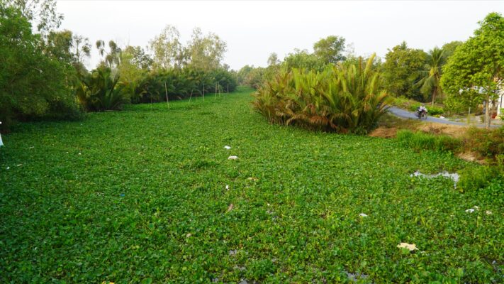 Tác dụng cải thiện môi trường và xử lý ô nhiễm của lục bình