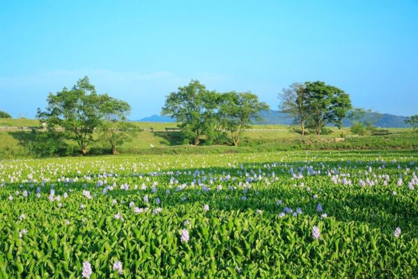Tìm hiểu về chất liệu và nguồn gốc của nghệ thuật đan lục bình hạt gạo