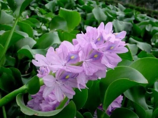 Phân tích vai trò của thảo dược dân gian trong điều trị suy thận