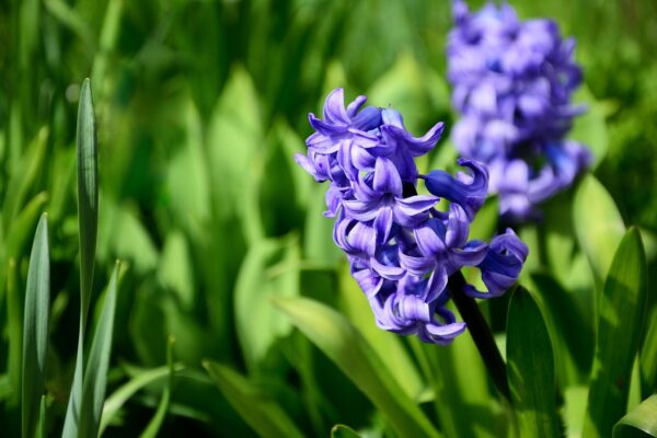 hyacinth 8645436 1280
