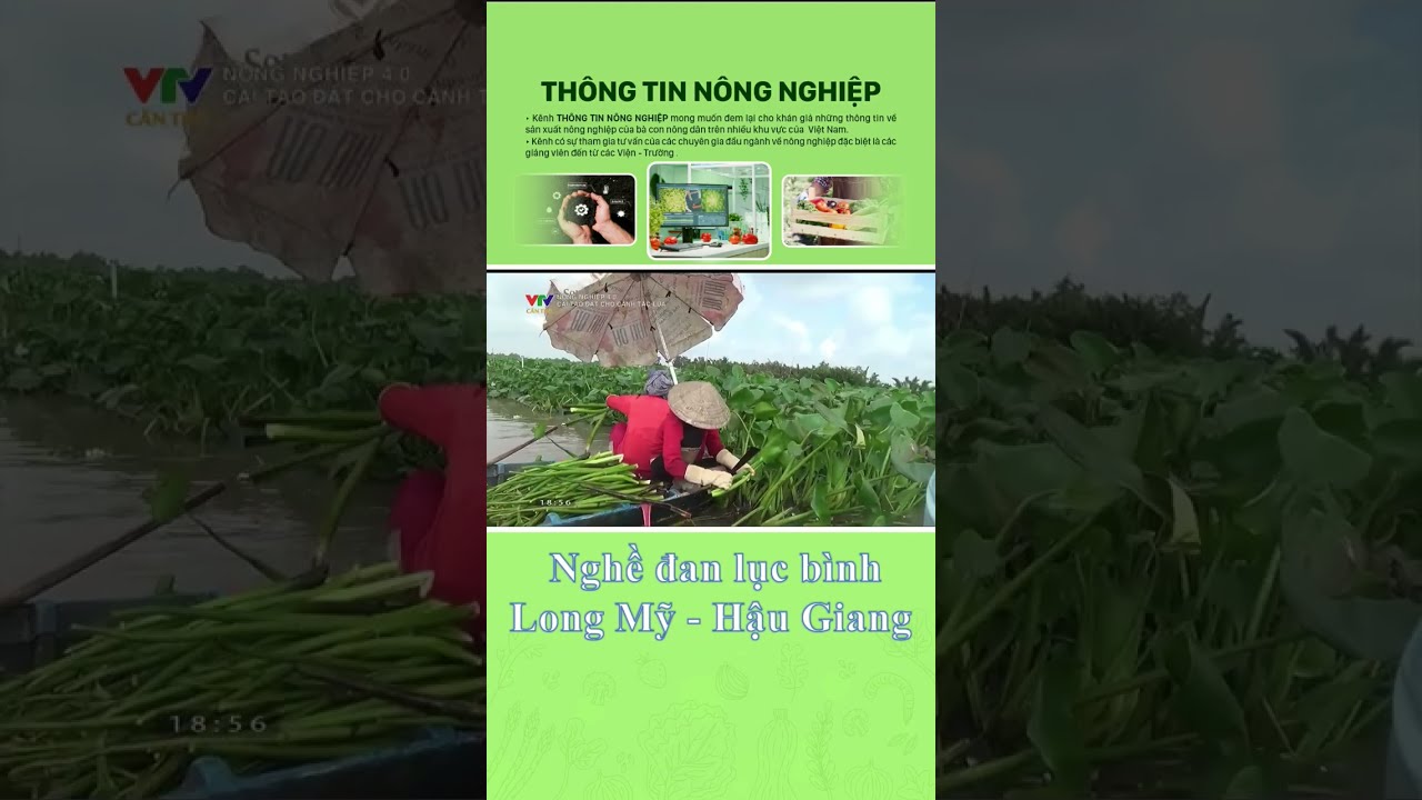kham pha lang nghe dan luc binh o hau giang net dep truyen thong hoa quyen suc song moi 67f3c8cf5b52b