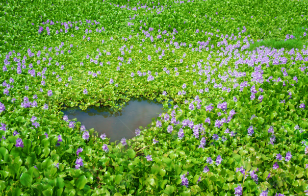 pngtree beautiful florahyacinth flower lake violet eco background photo picture image 7123602